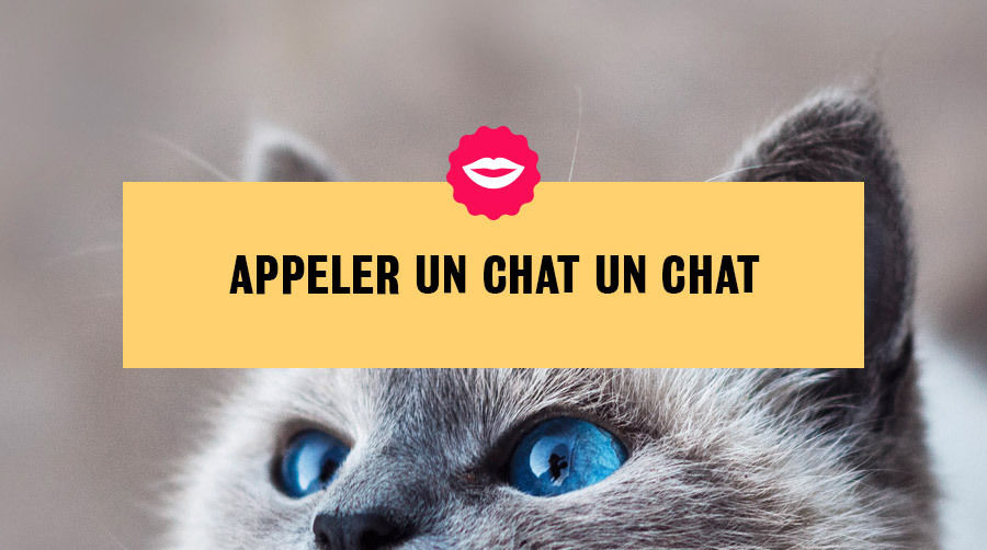 2-french-saying-un-chat